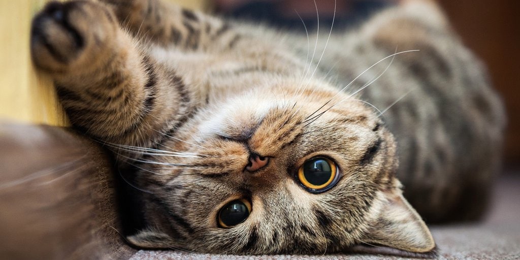 Observing Cute Cats Triggers Brain Changes and Makes Humans Happy